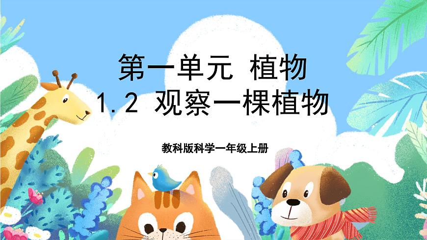 【核心素養(yǎng)目標(biāo)新課標(biāo)】教科版科學(xué)一上1.2 《觀察一顆植物 》 教學(xué)課件第1頁