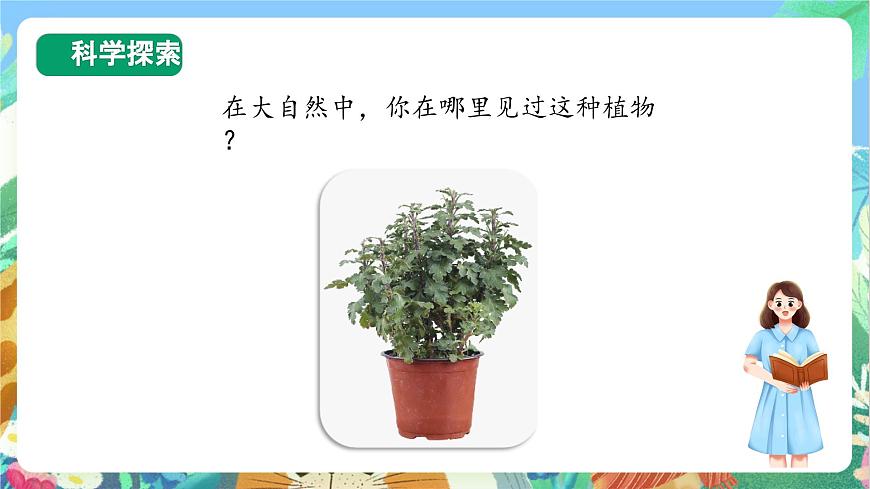 【核心素養(yǎng)目標(biāo)新課標(biāo)】教科版科學(xué)一上1.2 《觀察一顆植物 》 教學(xué)課件第8頁