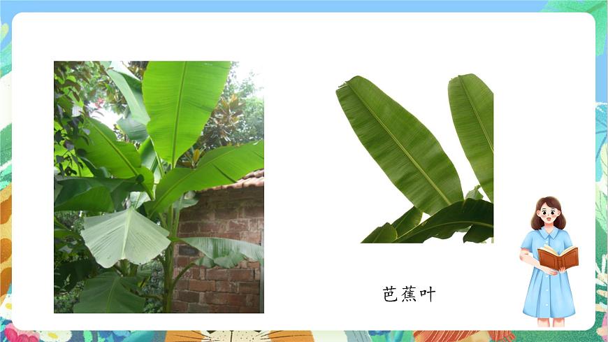 【核心素養(yǎng)目標新課標】教科版科學(xué)一上1.3《 觀察葉》教學(xué)課件第6頁