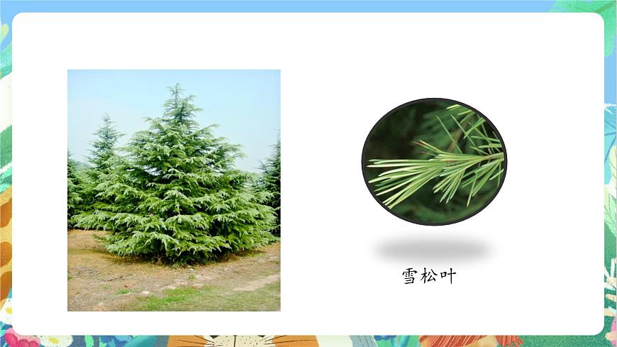 【核心素養(yǎng)目標新課標】教科版科學(xué)一上1.3《 觀察葉》教學(xué)課件第7頁