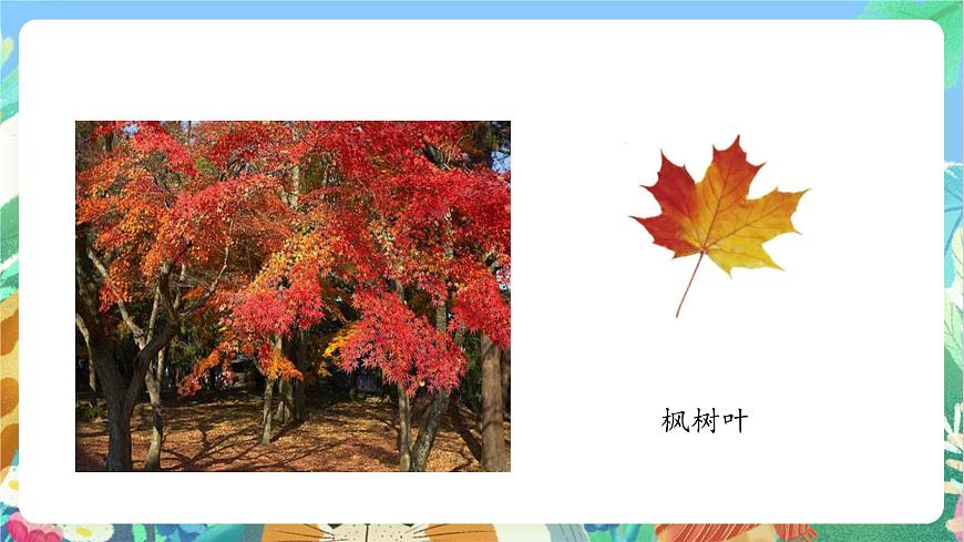 【核心素養(yǎng)目標新課標】教科版科學(xué)一上1.3《 觀察葉》教學(xué)課件第8頁