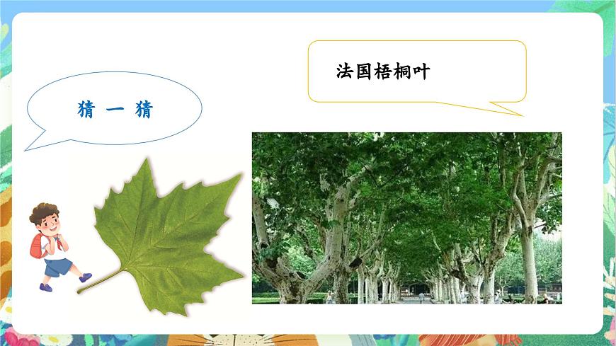 【核心素養(yǎng)目標(biāo)新課標(biāo)】教科版科學(xué)一上1.4 《這是誰的葉 》  教學(xué)課件第6頁
