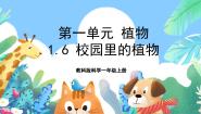 小学科学教科版 (2017)一年级上册6.校园里的植物优秀课件ppt