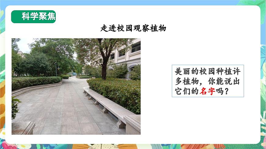 【核心素養(yǎng)目標(biāo)新課標(biāo)】教科版科學(xué)一上1.6 《校園里的植物》 教學(xué)課件第3頁(yè)