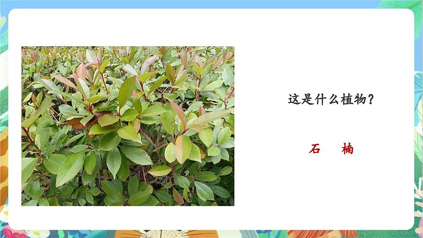 【核心素養(yǎng)目標(biāo)新課標(biāo)】教科版科學(xué)一上1.6 《校園里的植物》 教學(xué)課件第4頁(yè)