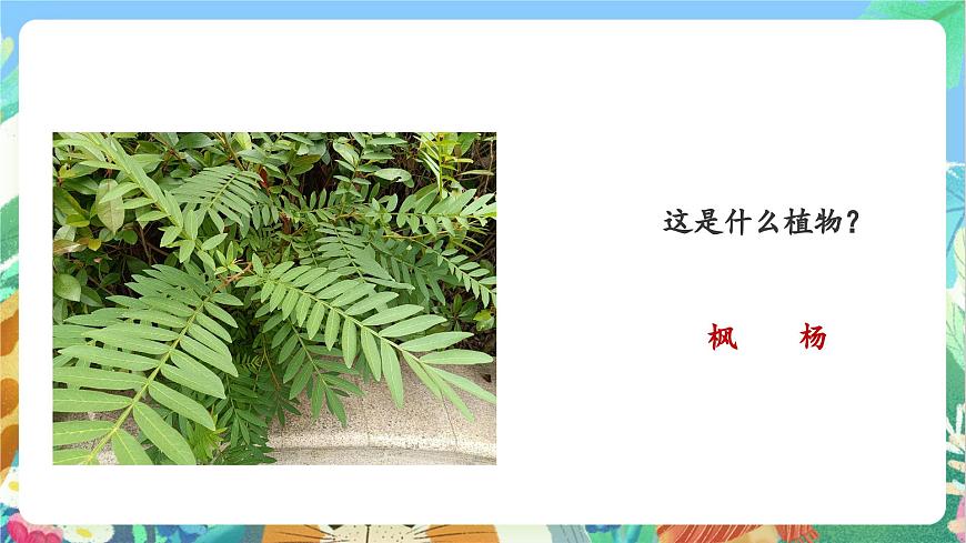 【核心素養(yǎng)目標(biāo)新課標(biāo)】教科版科學(xué)一上1.6 《校園里的植物》 教學(xué)課件第5頁(yè)