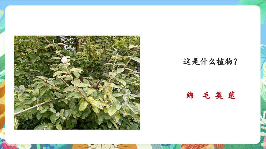 【核心素養(yǎng)目標(biāo)新課標(biāo)】教科版科學(xué)一上1.6 《校園里的植物》 教學(xué)課件第6頁(yè)