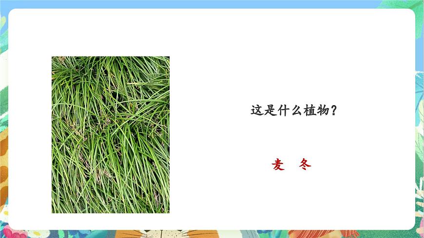 【核心素養(yǎng)目標(biāo)新課標(biāo)】教科版科學(xué)一上1.6 《校園里的植物》 教學(xué)課件第8頁(yè)