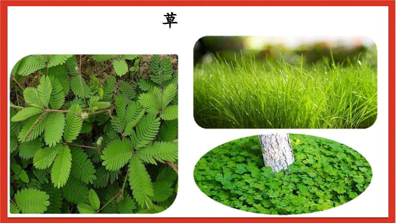教科版科学一上1.1《我们知道的植物》课件+素材08