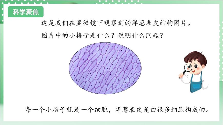 教科版科學(xué)六年級上冊1.5 《觀察更多的生物細胞》  教學(xué)課件第3頁
