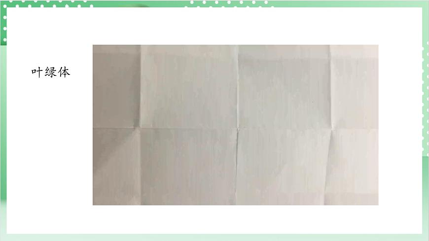 教科版科學(xué)六年級上冊1.5 《觀察更多的生物細胞》  教學(xué)課件第5頁
