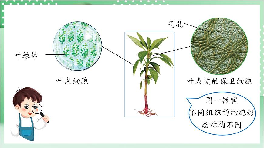 教科版科學(xué)六年級上冊1.5 《觀察更多的生物細胞》  教學(xué)課件第7頁