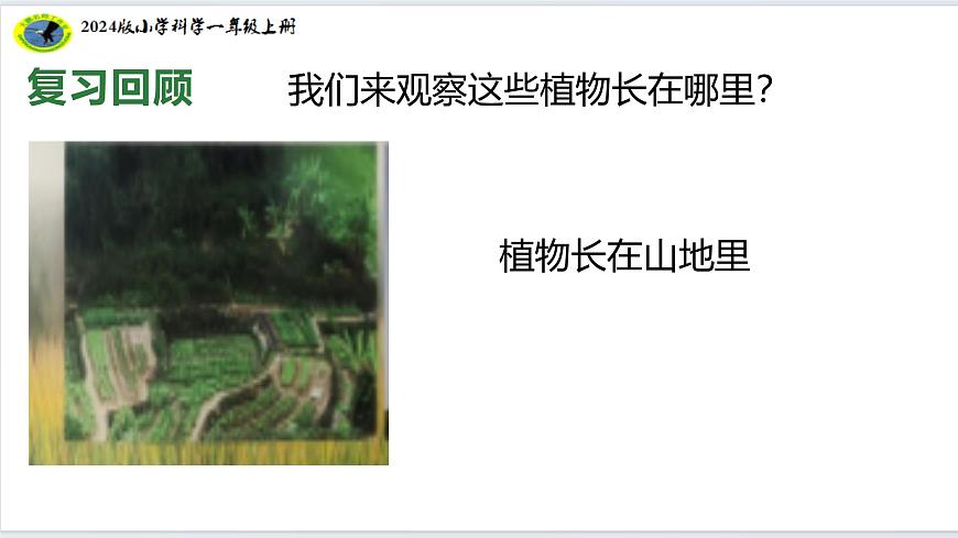1.4給植物畫張像（33張ppt）第7頁