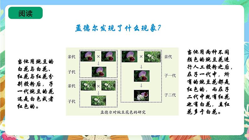 苏教版六上科学2.7《寻找遗传与变异的秘密》PPT课件07