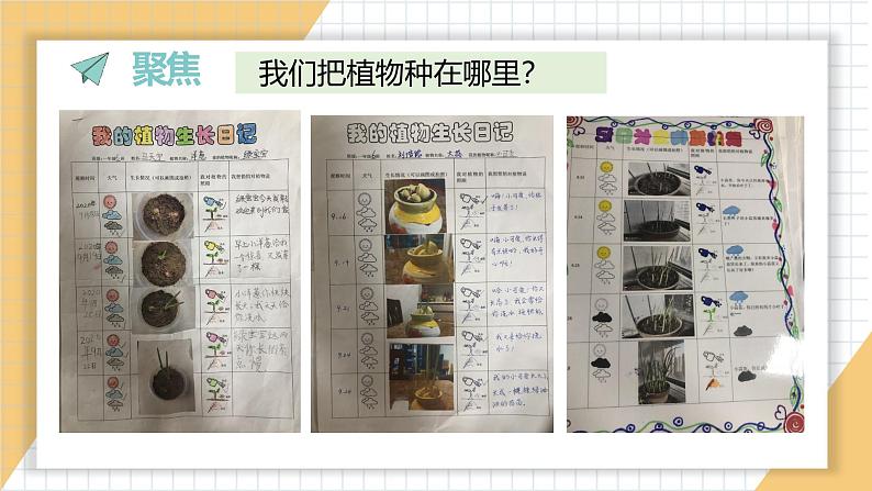 小学科学新教科版一年级上册第一单元第3课《植物长在哪里》教学课件3(2024秋)02