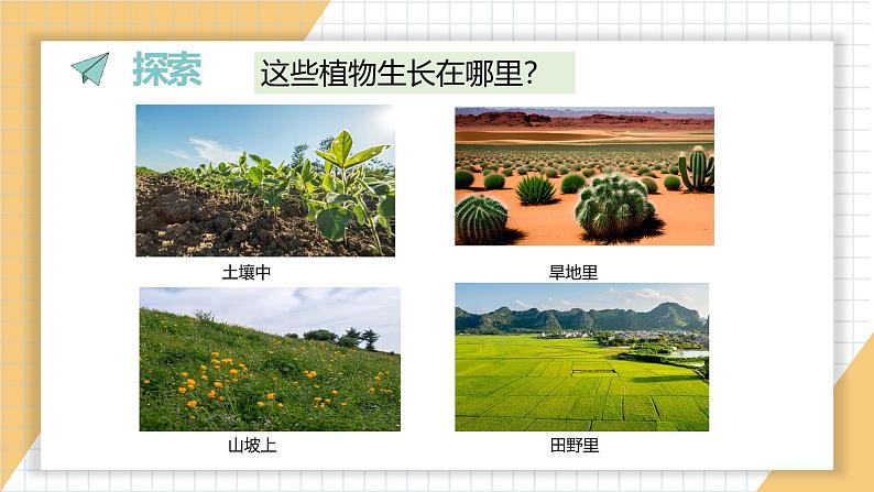 小学科学新教科版一年级上册第一单元第3课《植物长在哪里》教学课件3(2024秋)03