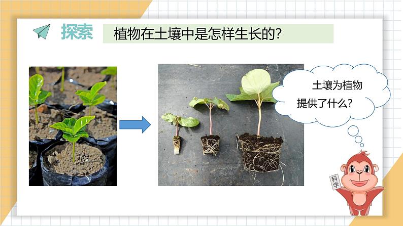小学科学新教科版一年级上册第一单元第3课《植物长在哪里》教学课件3(2024秋)04