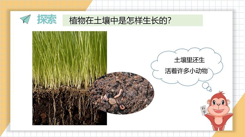 小学科学新教科版一年级上册第一单元第3课《植物长在哪里》教学课件3(2024秋)05