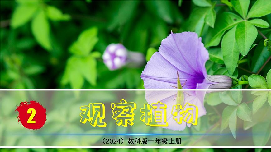 （2024）新教科版科學(xué)一年級(jí)上冊(cè)（1-2）觀察植物PPT課件第2頁