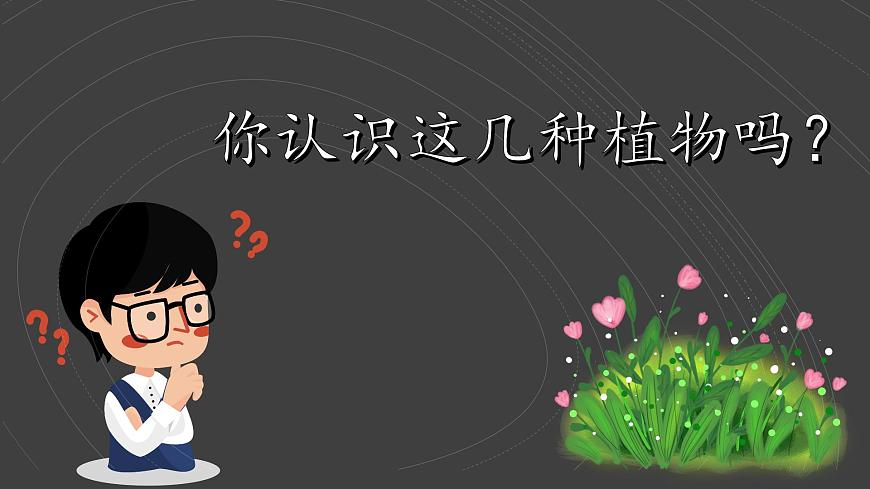 （2024）新教科版科學(xué)一年級(jí)上冊(cè)（1-2）觀察植物PPT課件第4頁