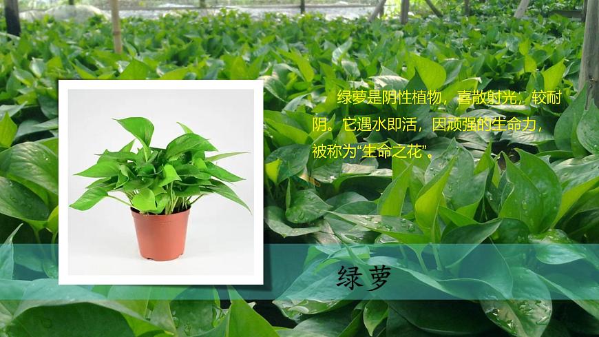 （2024）新教科版科學(xué)一年級(jí)上冊(cè)（1-2）觀察植物PPT課件第5頁