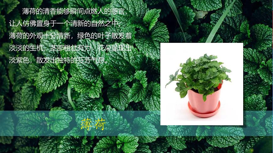 （2024）新教科版科學(xué)一年級(jí)上冊(cè)（1-2）觀察植物PPT課件第6頁