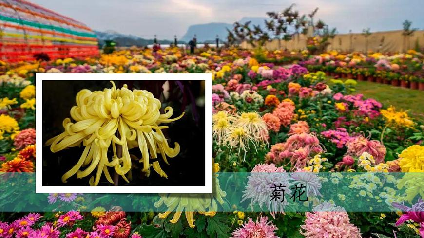 （2024）新教科版科學(xué)一年級(jí)上冊(cè)（1-2）觀察植物PPT課件第7頁