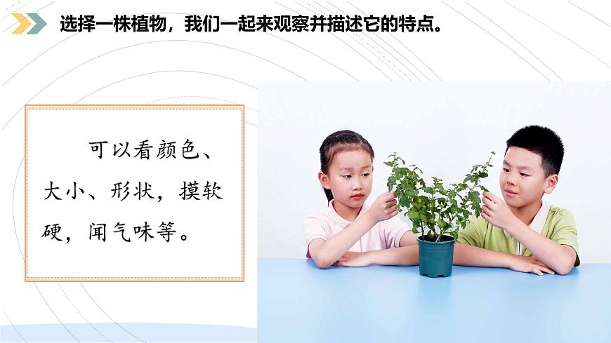 （2024）新教科版科學(xué)一年級(jí)上冊(cè)（1-2）觀察植物PPT課件第8頁