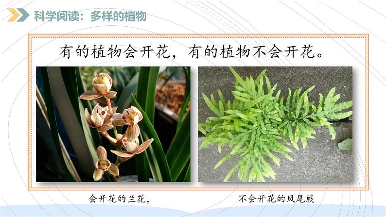 (2024)新教科版科学一年级上册(1-8)科学阅读-PPT课件+视频+教学设计05