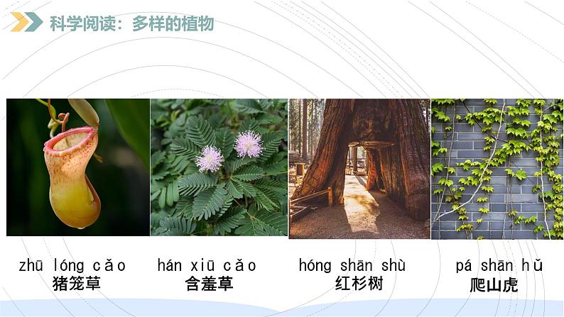(2024)新教科版科学一年级上册(1-8)科学阅读-PPT课件+视频+教学设计06