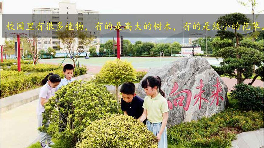 （2024）新教科版科學(xué)一年級上冊（1-6）校園里的植物PPT課件第3頁