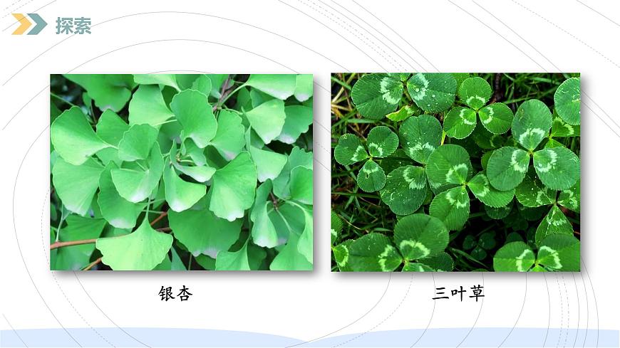 （2024）新教科版科學(xué)一年級上冊（1-6）校園里的植物PPT課件第5頁
