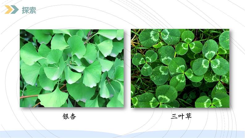 (2024)新教科版科学一年级上册(1-6)校园里的植物-PPT课件+视频+教学设计05