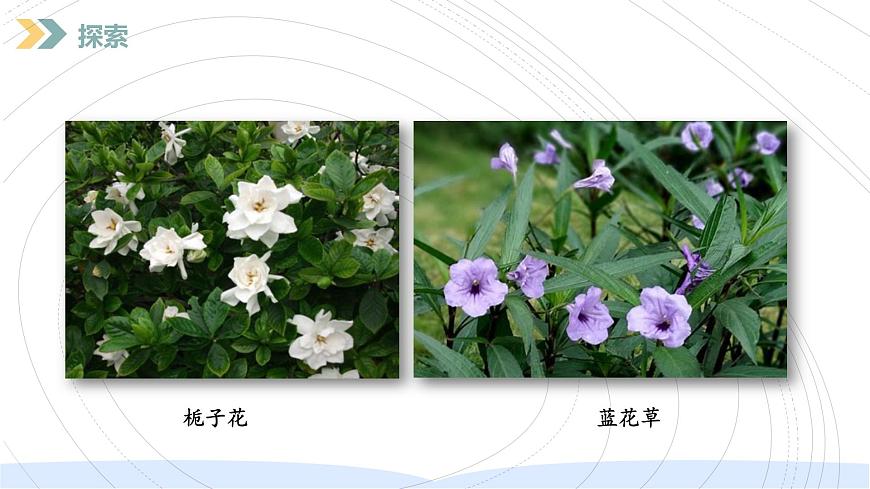 （2024）新教科版科學(xué)一年級上冊（1-6）校園里的植物PPT課件第6頁