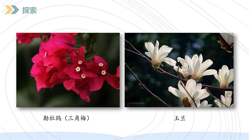 （2024）新教科版科學(xué)一年級上冊（1-6）校園里的植物PPT課件第7頁