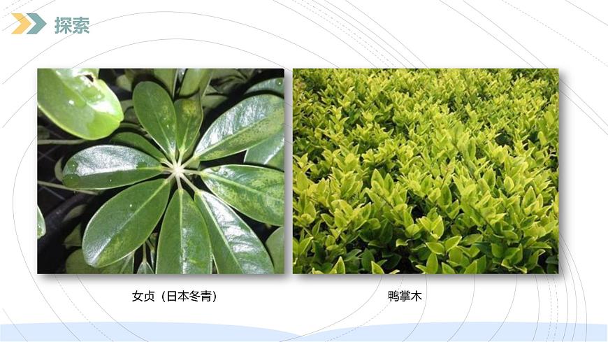 （2024）新教科版科學(xué)一年級上冊（1-6）校園里的植物PPT課件第8頁