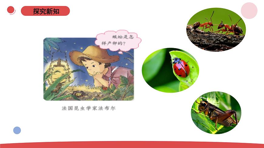 1.1《小小科學(xué)家 》（課件）-2024-2025學(xué)年一年級上冊科學(xué) 蘇教版（2024）第4頁