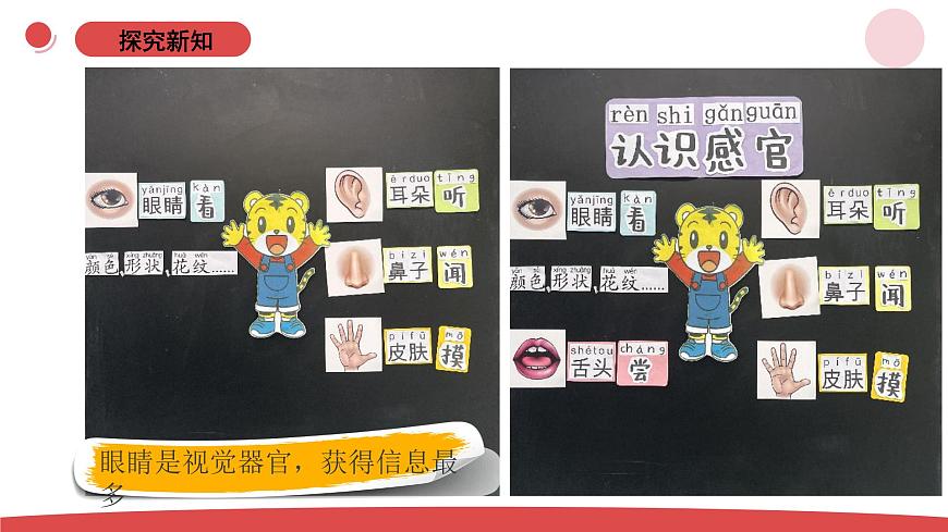 2.4《認識感官》（課件）-2024-2025學(xué)年一年級上冊科學(xué) 蘇教版（2024）第7頁