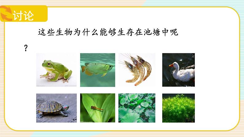 【核心素养】冀人版科学六年级上册14.池塘里的世界 同步课件+同步练习+教学设计07