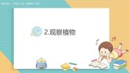 小学科学教科版（2024）一年级上册（2024）2. 观察植物教学课件ppt
