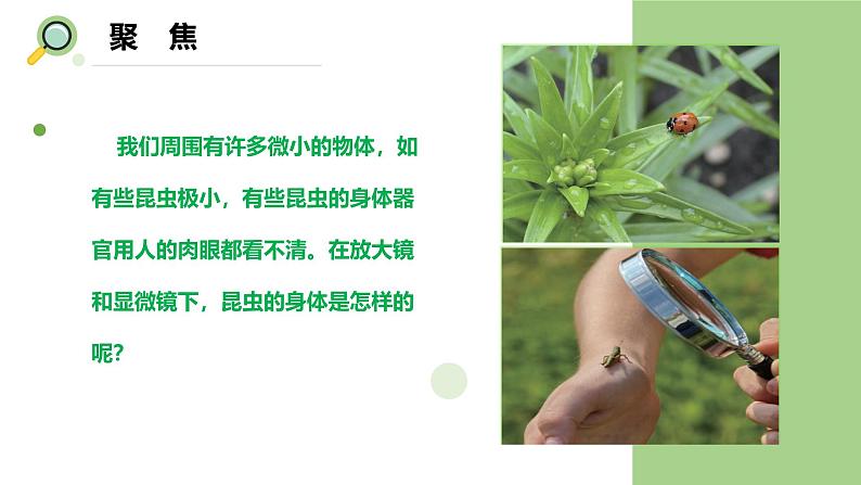 【核心素养】教科版科学六年级上册 1.3 观察身边微小的物体(教学课件+同步教案)03