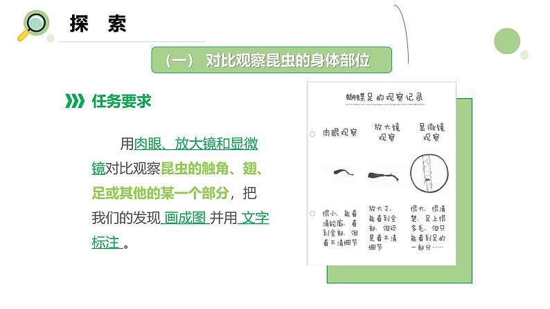【核心素养】教科版科学六年级上册 1.3 观察身边微小的物体(教学课件+同步教案)04