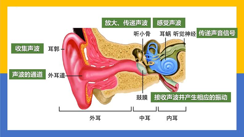 【核心素养】教科版科学四年级上册 1.4 我们是怎样听到声音的(教学课件)第6页