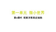 教科版（2024）4.观察洋葱表皮细胞习题课件ppt