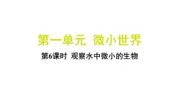 1.6 观察水中微小的生物（习题课件)-2024-2025学年科学六年级上册教科版