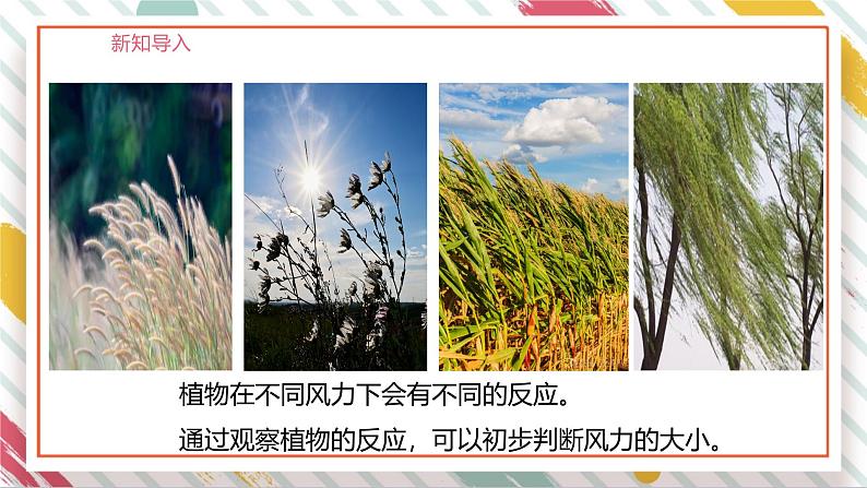 【大单元整体教学】1.3判断风力大小 课时课件第6页
