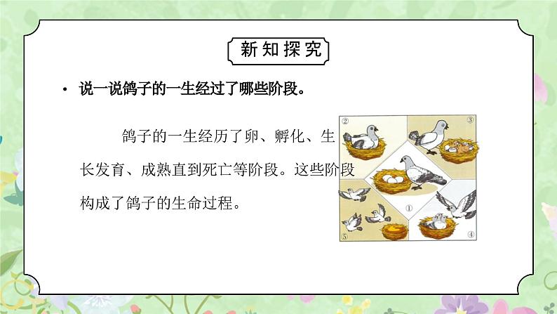 教科版三年级科学下册第二单元《动物的一生-动物的一生》PPT课件02