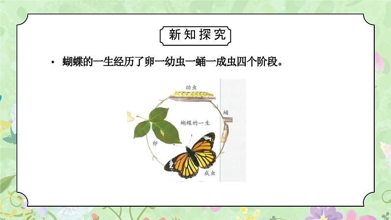 教科版三年级科学下册第二单元《动物的一生-动物的一生》PPT课件04