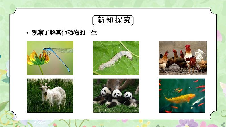 教科版三年级科学下册第二单元《动物的一生-动物的一生》PPT课件06