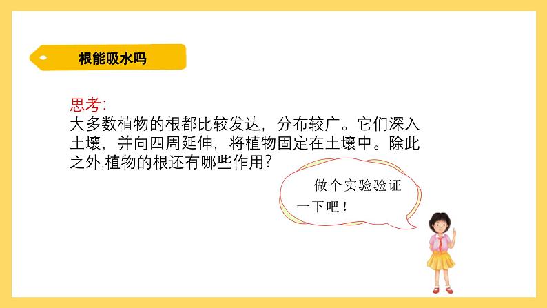 1.2 根对水分的吸收(课件)-2024-2025学年五年级上册科学粤教粤科版第3页